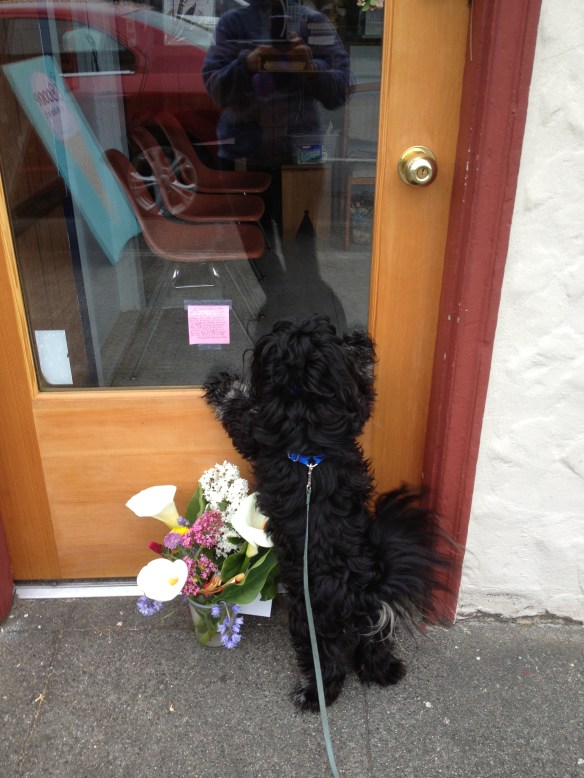 Every Tuesday Kobe and I used to visit our neighborhood barber, who gave Kobe a "pupperoni" treat. He passed away last week. We will miss him.