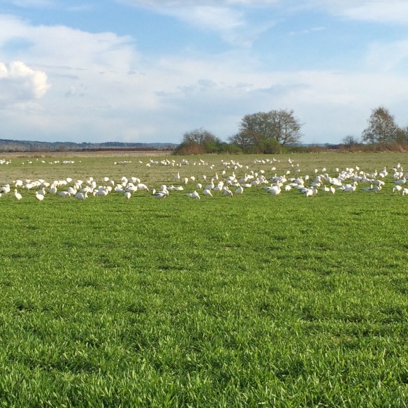 Snow geese in the Skagit Valley